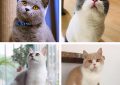 最容易饲养的3种猫咪，养到的人都在偷着乐呢
