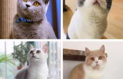 最容易饲养的3种猫咪，养到的人都在偷着乐呢