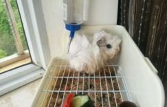 训练荷兰猪上厕所