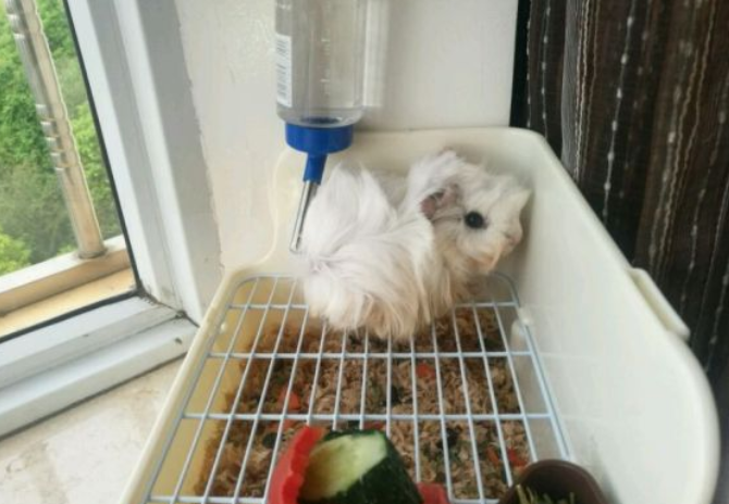 训练荷兰猪上厕所