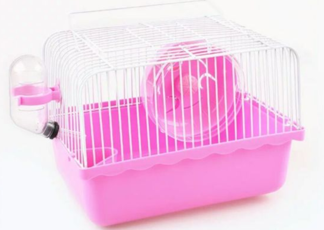 如何教荷兰猪上厕所