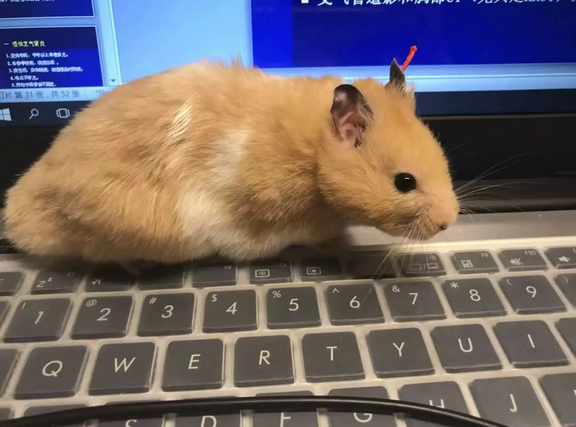 金丝熊