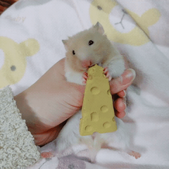 金丝熊饲养指南（入门篇）