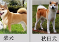 柴犬和秋田犬的区别