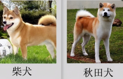 柴犬和秋田犬的区别