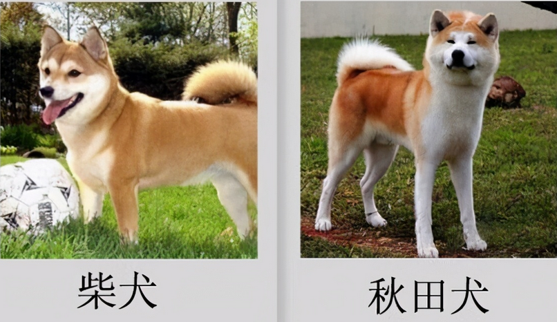 柴犬和秋田犬的区别