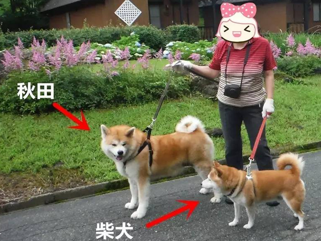 秋田犬和柴犬的区别