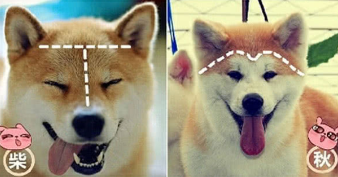 日本柴犬和秋田犬的区别