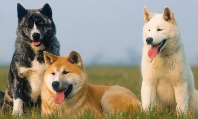 秋田犬