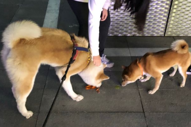 日本柴犬和秋田犬