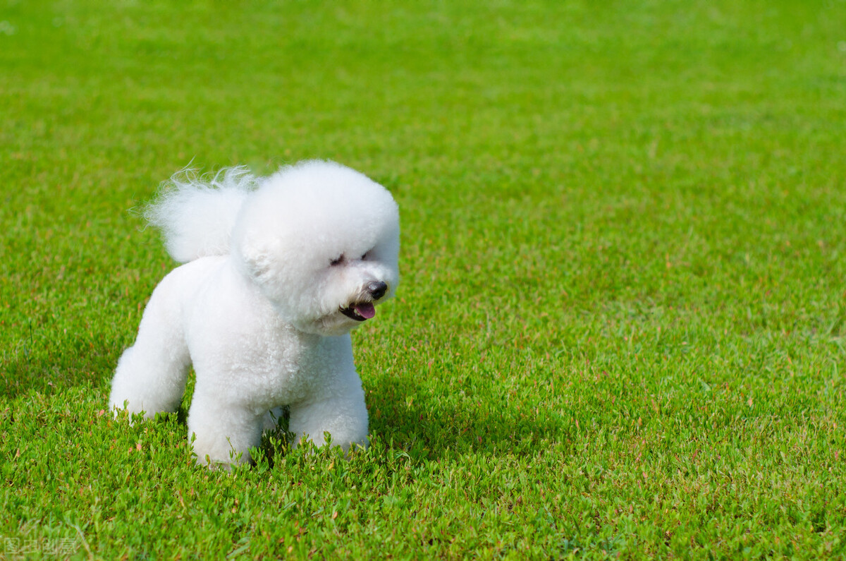 比熊犬的优缺点，看完你还会养吗？