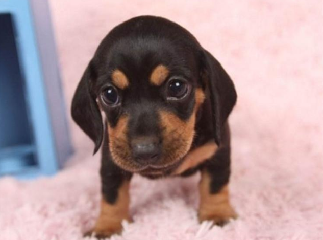 十大适合家养的小型犬,你最喜欢哪一种?