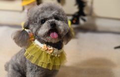这7种狗狗不适合新手饲养，小白铲屎官要注意了哦