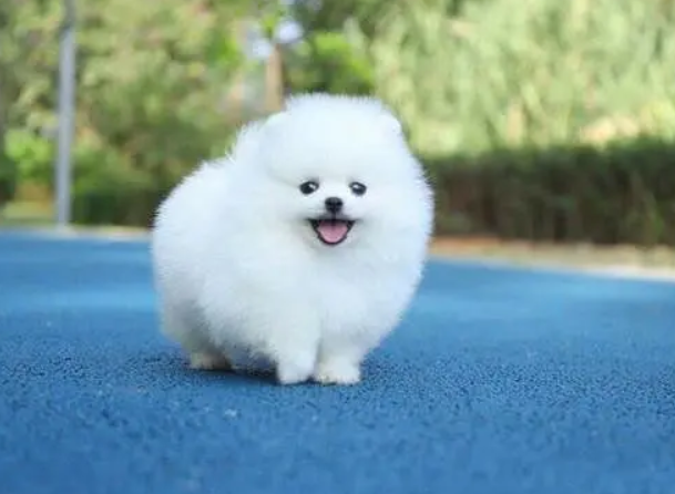 博美犬