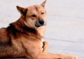 中华田园犬