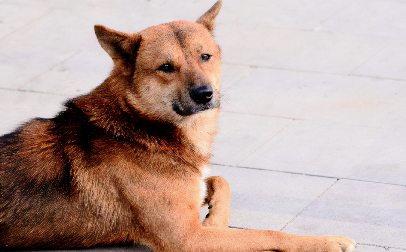 中华田园犬