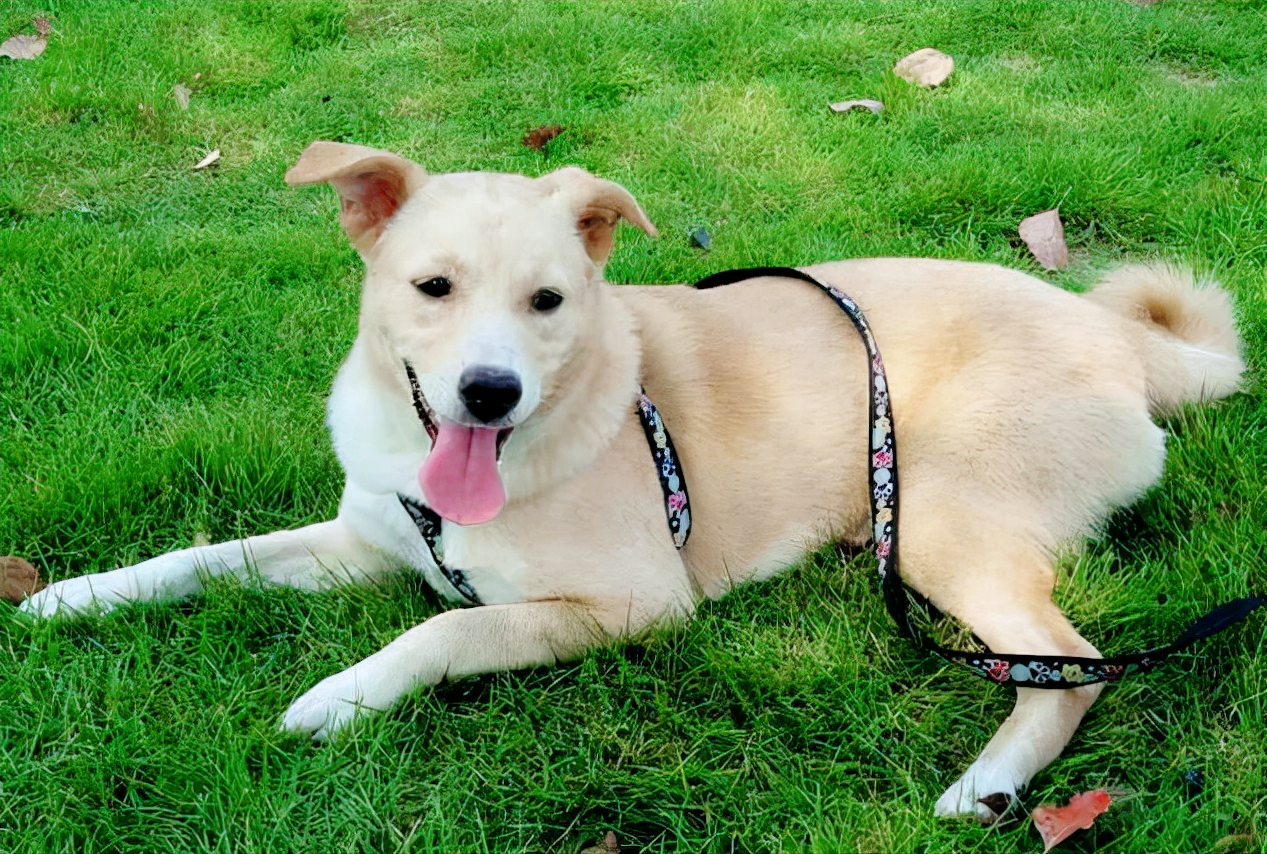 中华田园犬