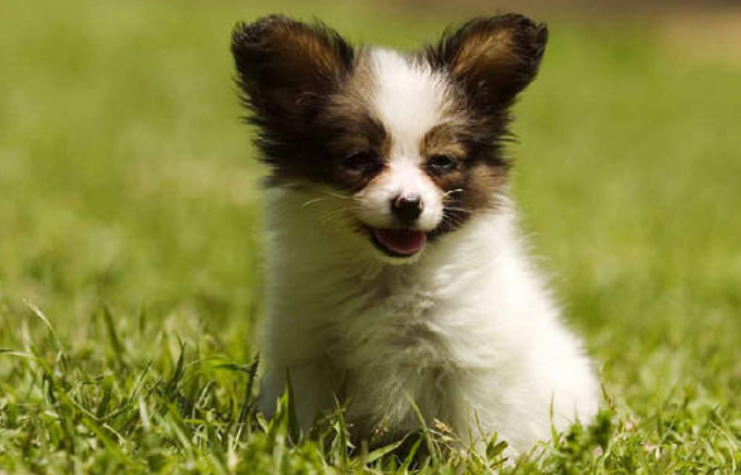十大适合家养的小型犬,你最喜欢哪一种?
