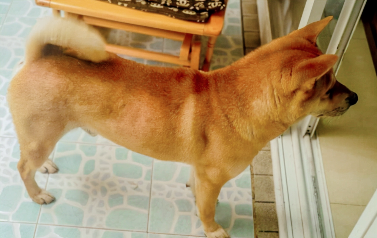 中华田园犬禁养原因