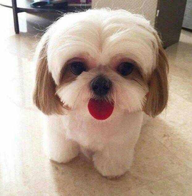 十大适合家养的小型犬,你最喜欢哪一种?