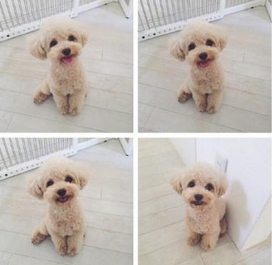 十大适合家养的小型犬,你最喜欢哪一种?