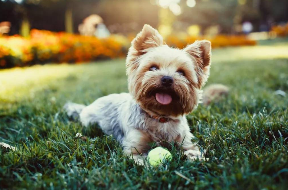 十大适合家养的小型犬,你最喜欢哪一种?