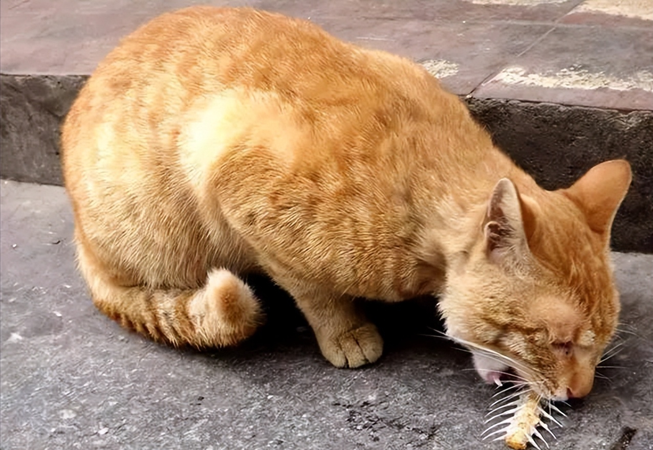 养猫手册