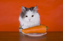 猫吃什么东西