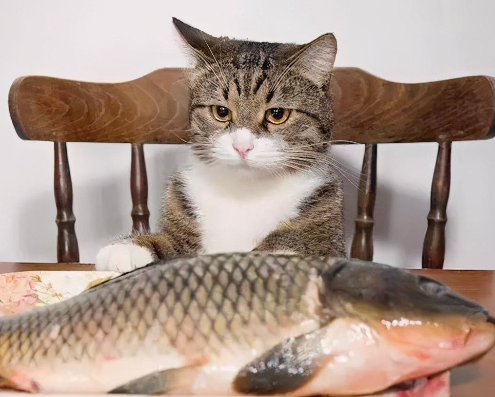 猫吃什么食物
