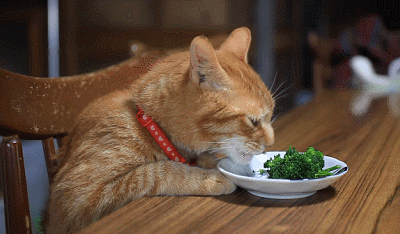 小猫饲养