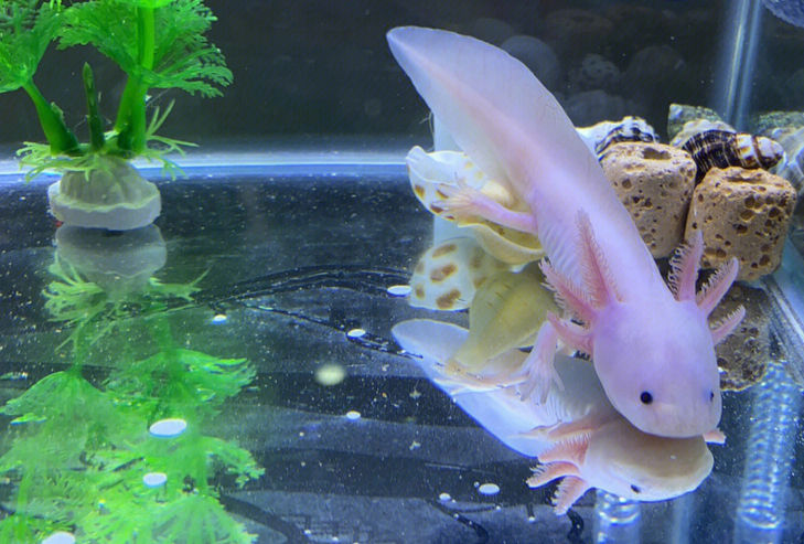 六角蝾螈