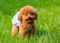 泰迪犬