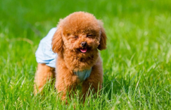 泰迪犬