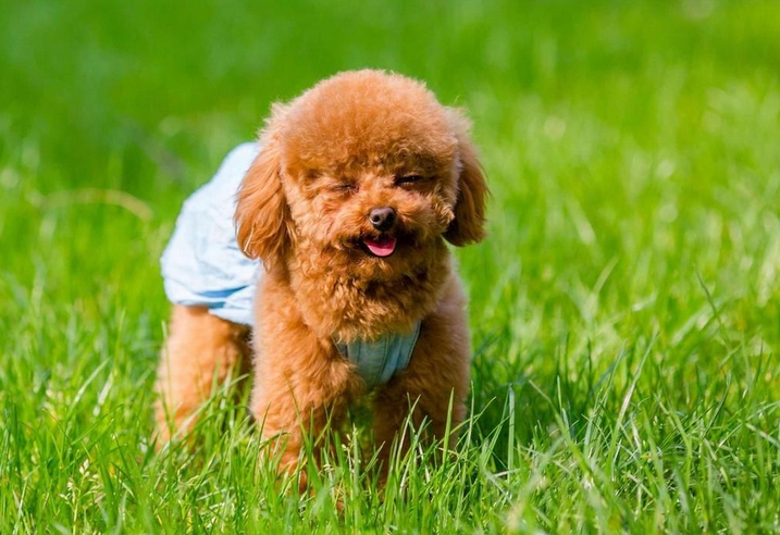 泰迪犬