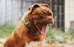 狗狗