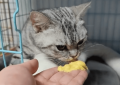 猫怀孕几个月生产