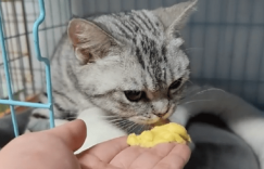 猫怀孕几个月生产