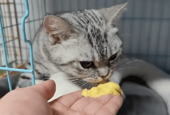 猫怀孕几个月生产
