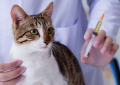 猫瘟