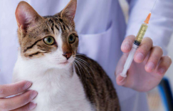 猫瘟
