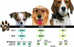 狗的寿命一般多长