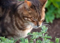 猫薄荷