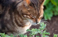 猫薄荷